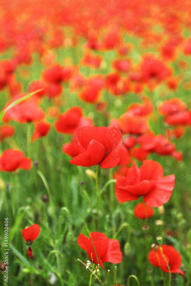 Field of poppies Field of poppies