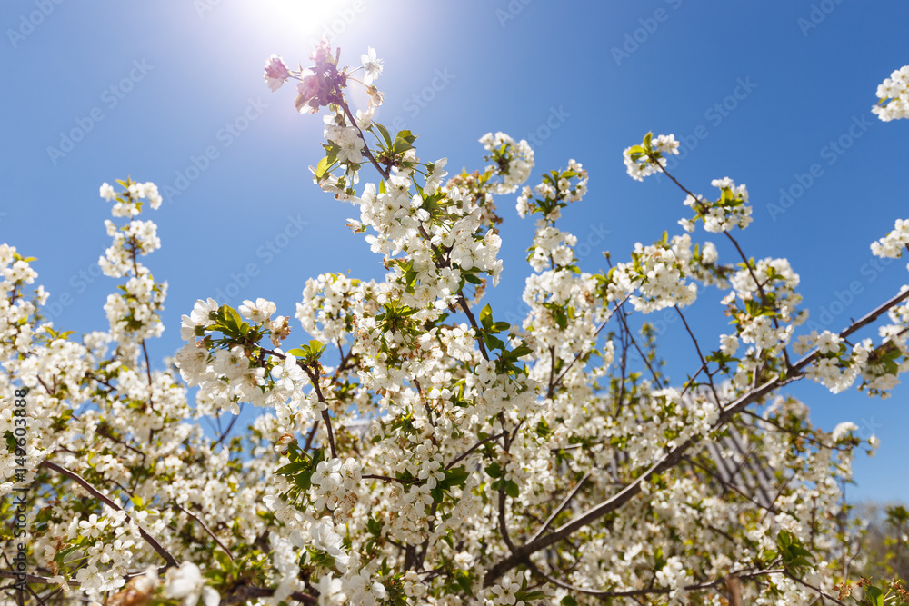 Blossom tree at sunny day. Blue sky on background