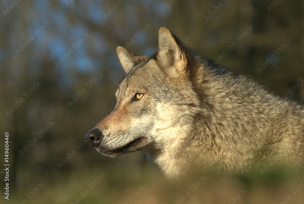 Wolf beobachtet seine Beute
