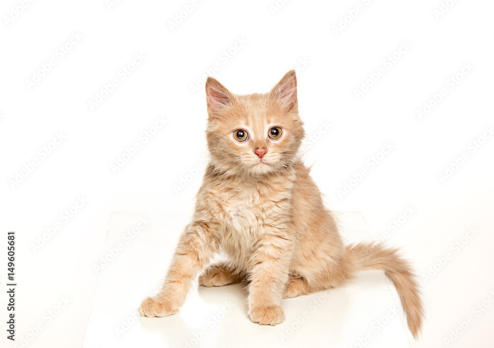 The cat on white background The cat on white background