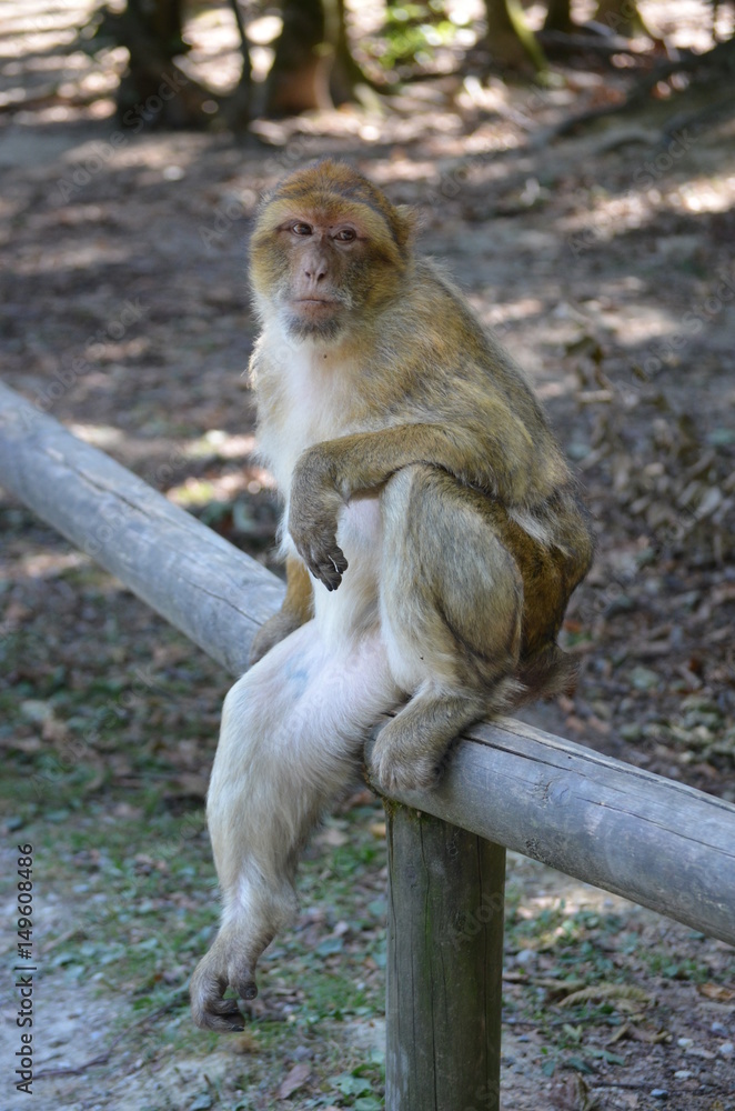 Obraz premium Berberaffe