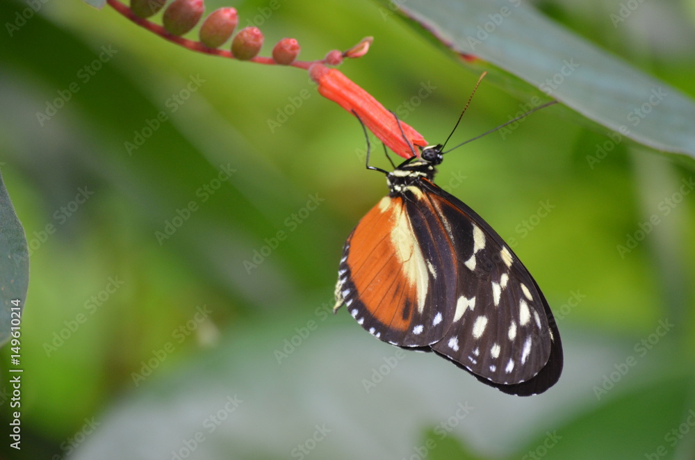 Obraz premium Schmetterling an Blume