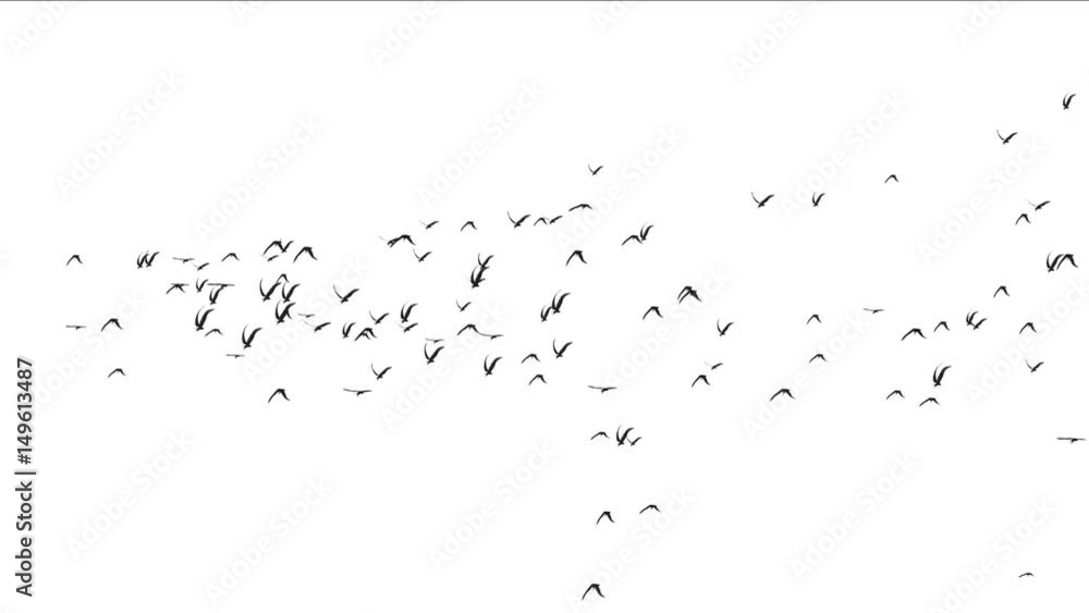 4k flock of pigeons birds fly over,migratory birds animal background. 4k flock of pigeons birds fly over,migratory birds animal background.