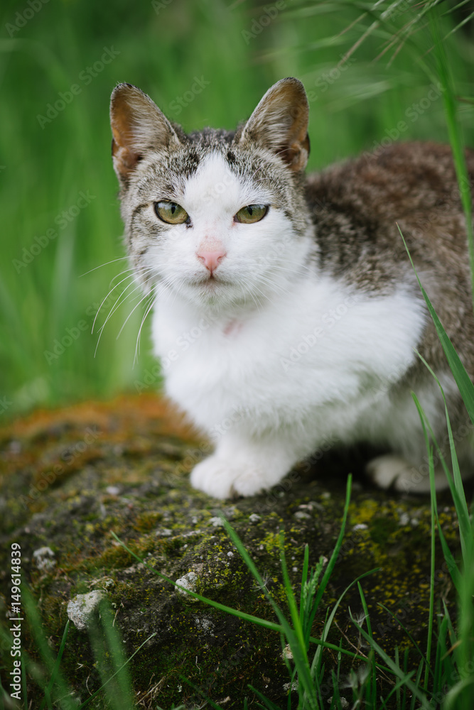 Cute cat in garden