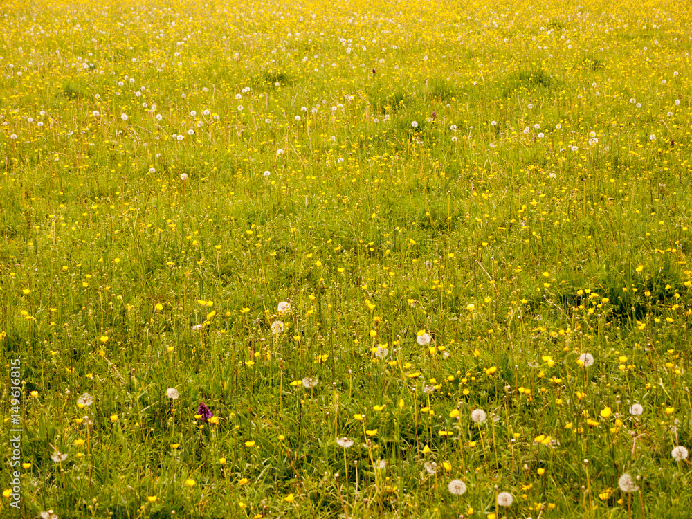 Obraz premium a lovely background of a meadow with buttercups lush grass and dandelion heads in spring field