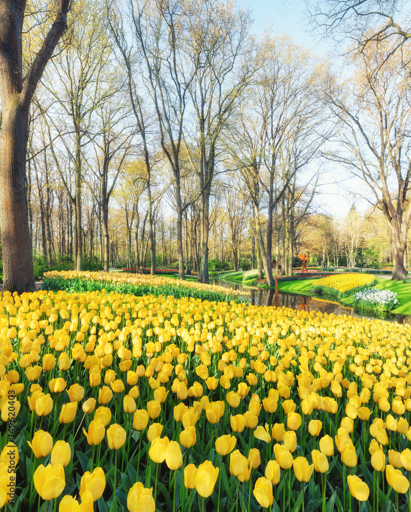 Obraz premium Spring in Amsterdam. Flowers of Keukenhof garden