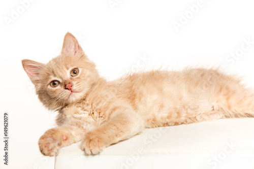 The cat on white background