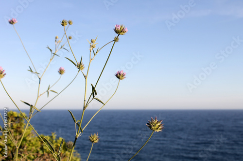 Pequeñas flores rosas con fondo el mar y el cielo azul. © emelina