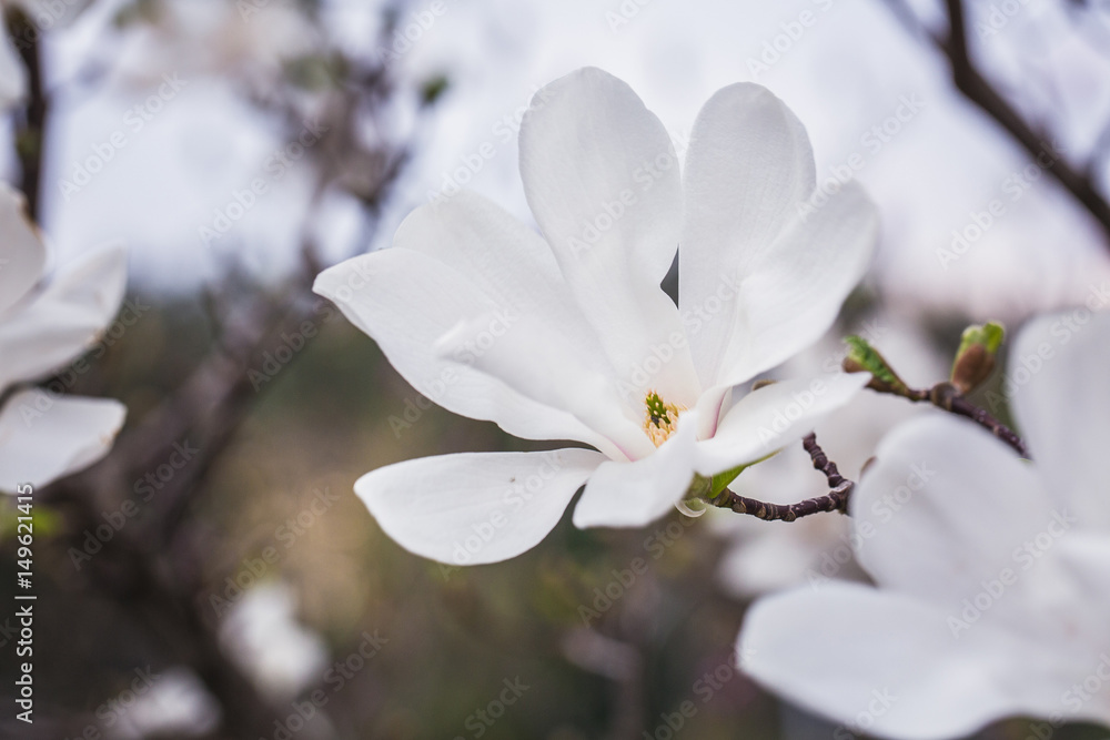 Close-up, blooming white magnolia, macro Close-up, blooming white magnolia, macro