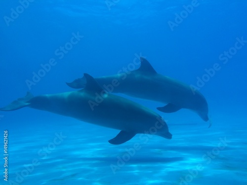 Two dolphins swimming underwater © Sandra