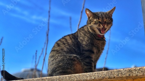 cat miauing