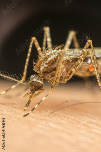 Macro of mosquito (Aedes aegypti) sucking blood © pongmoji