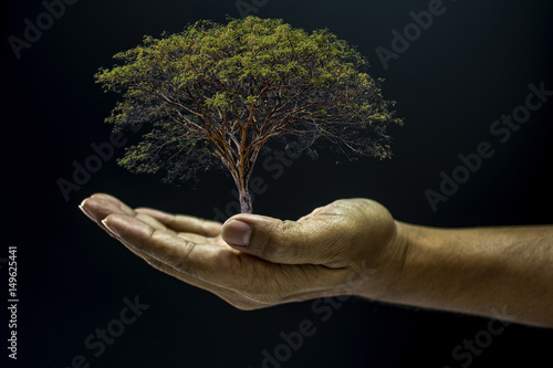 Hand holding a tree