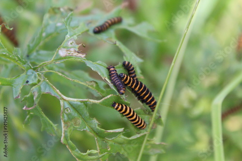 Caterpillars sharing a leave