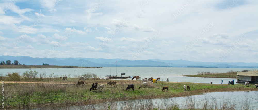 group of Thai cow on  farmland field near the lake
