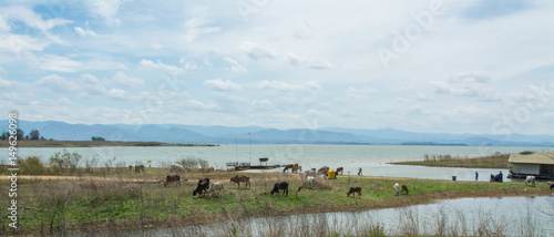 group of Thai cow on farmland field near the lake