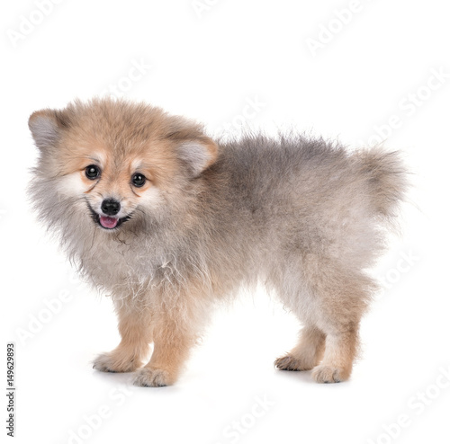 Dog Pomeranian on white