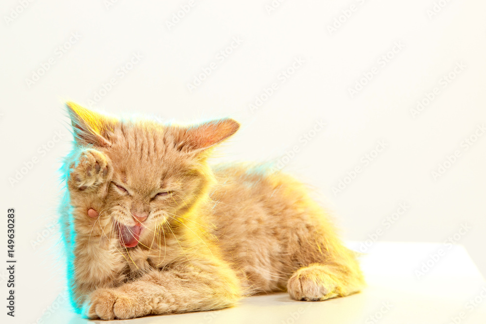 Naklejka premium The cat on white background