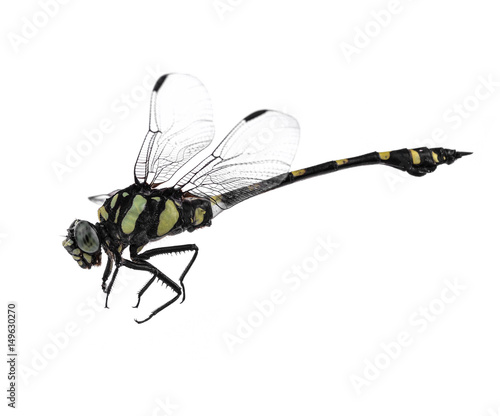 Dragonfly isolated on white background.
