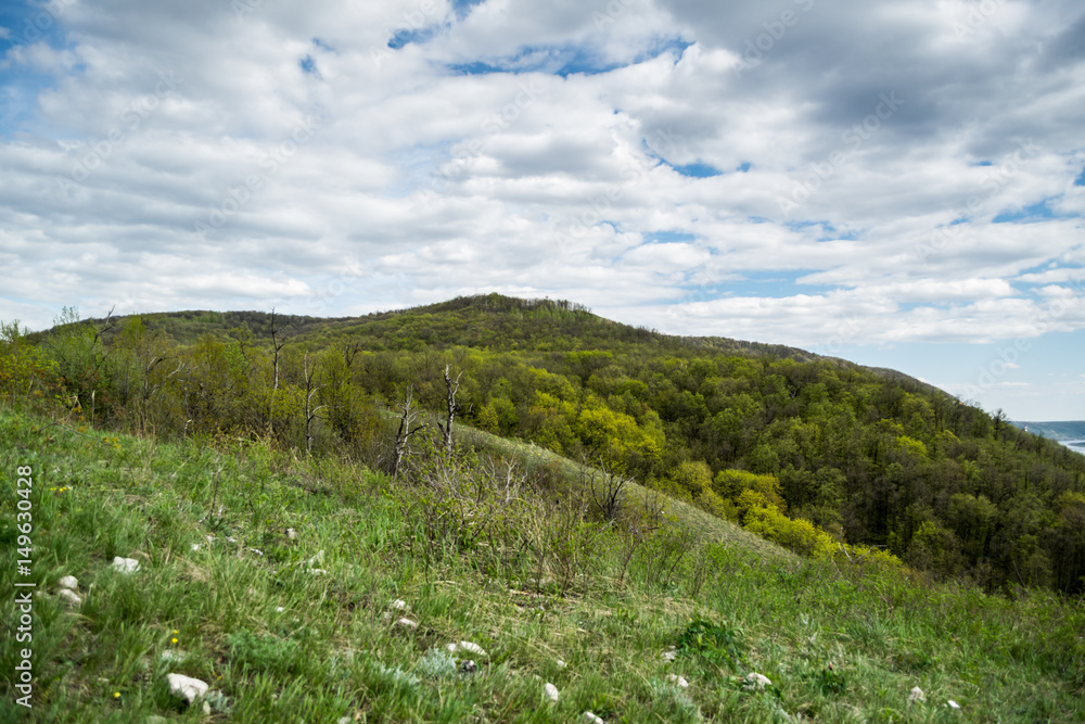 Meadow with spring flowers in front of hill with green forest