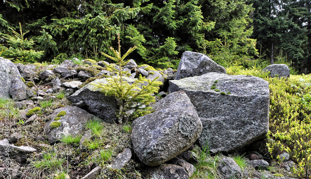Plant in the middle of stones Plant in the middle of stones