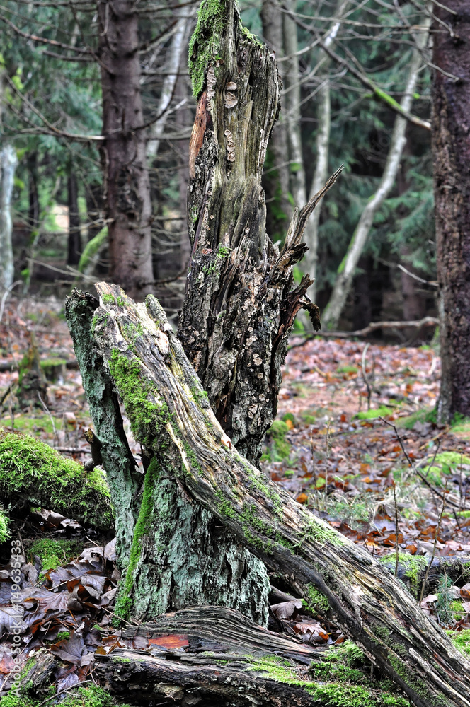 Green algae grown on the dead tree Green algae grown on the dead tree