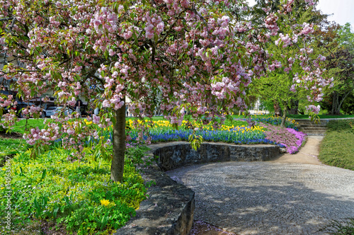 Tree with pink flowers in the garden