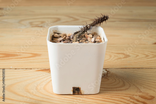 dead cactus in a white pot on a wooden background