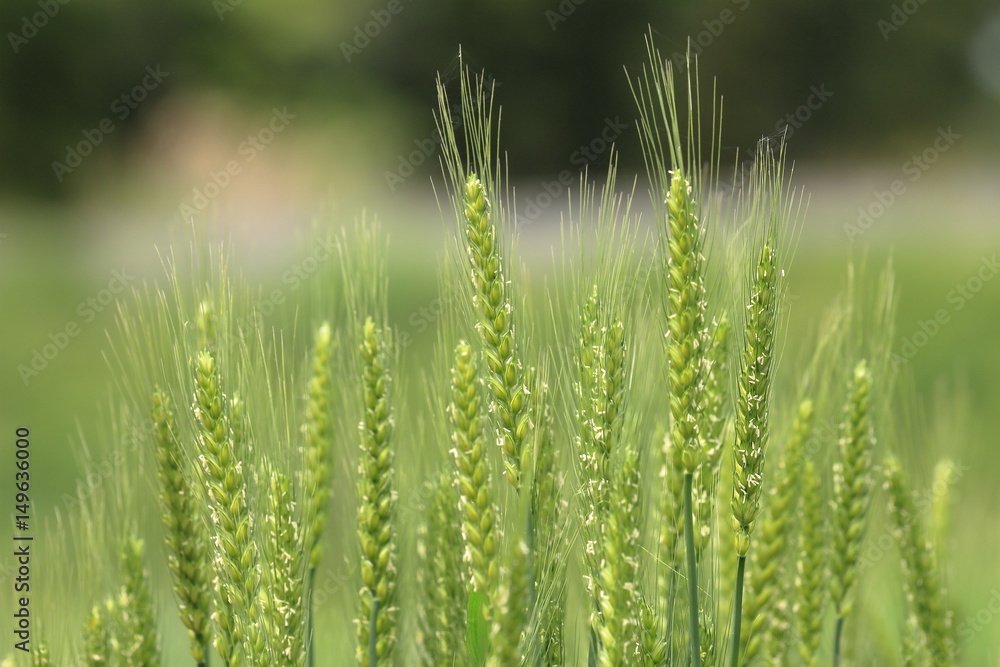 wheat wheat