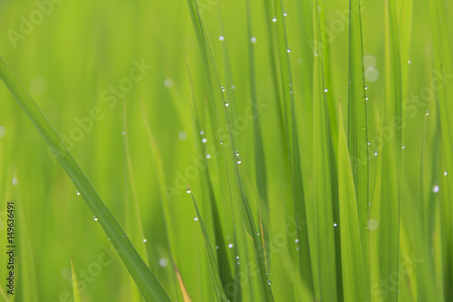 Fresh close-up rain water drops or dew drops on green rice leaf with morning light in rice field.