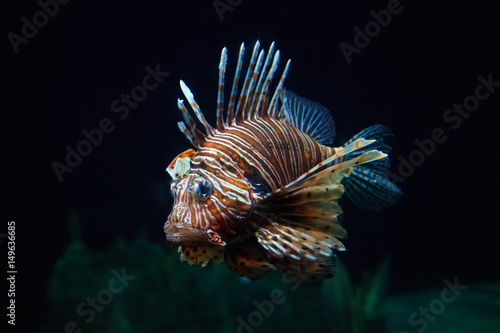 Fotografie Fish lion close-up under water
