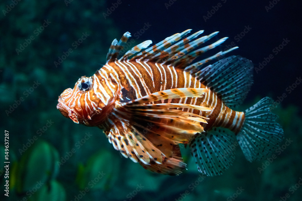 Fish lion close-up under water Fish lion close-up under water