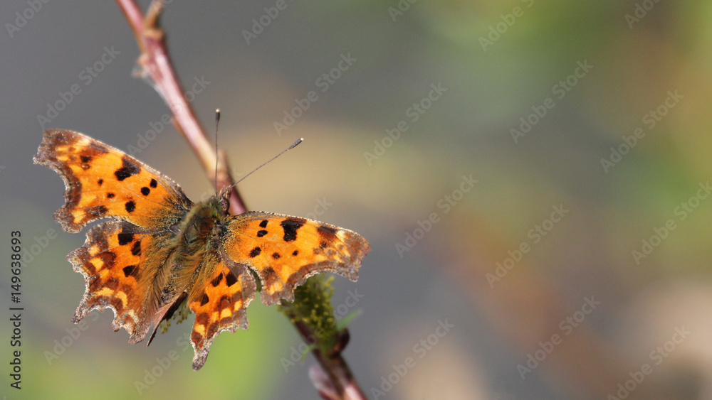 Polygonia c-album Polygonia c-album