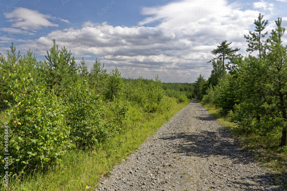 Gravel road with plants on both sides