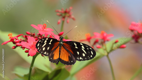 Tiger Longwing Butterfly