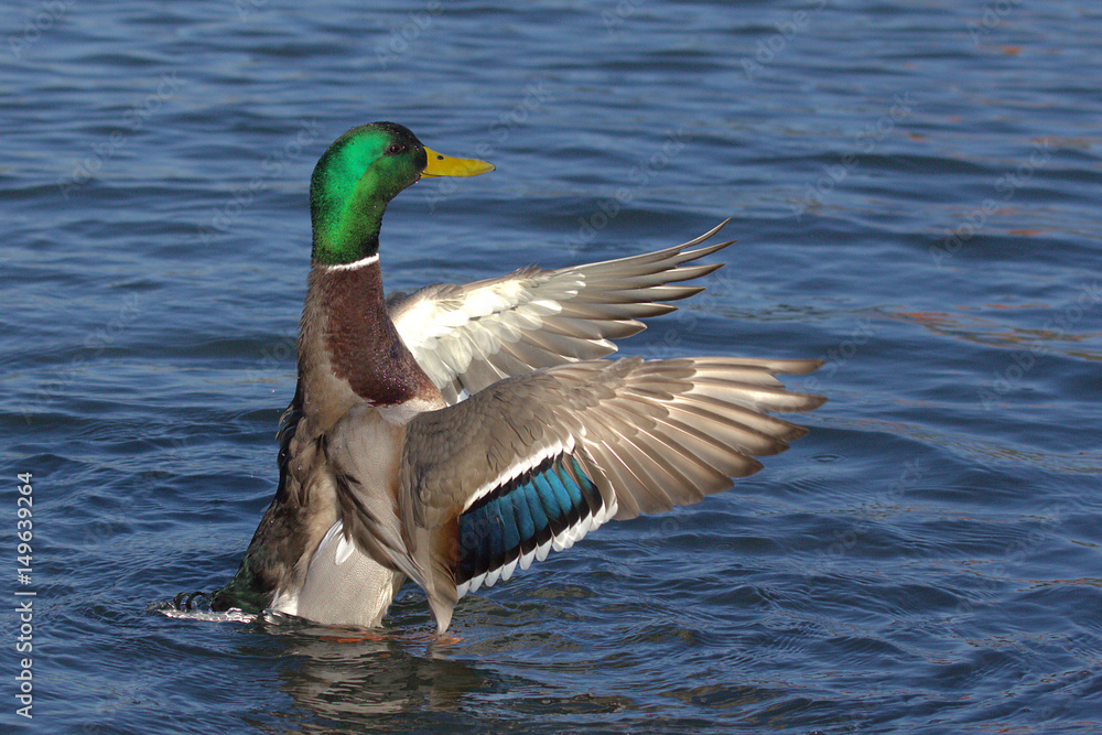 Obraz premium Duck spread his wings