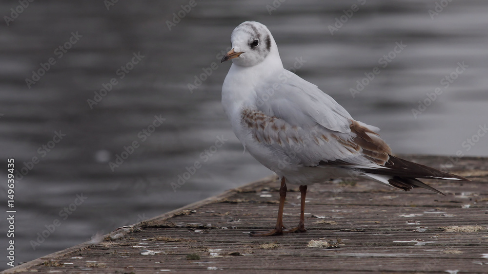 Fototapeta premium Seagull