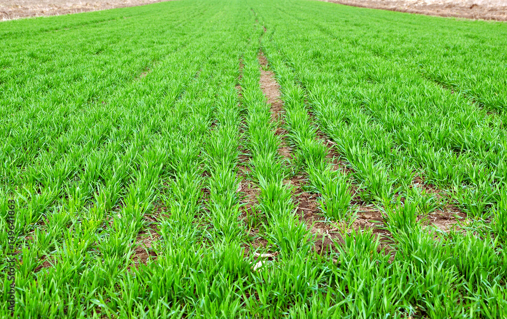 Fototapeta premium Wheat in a field. Green young sprouting seeds