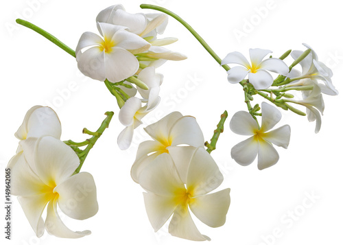 Plumeria flower Isolated on white background. Tropical flowers.