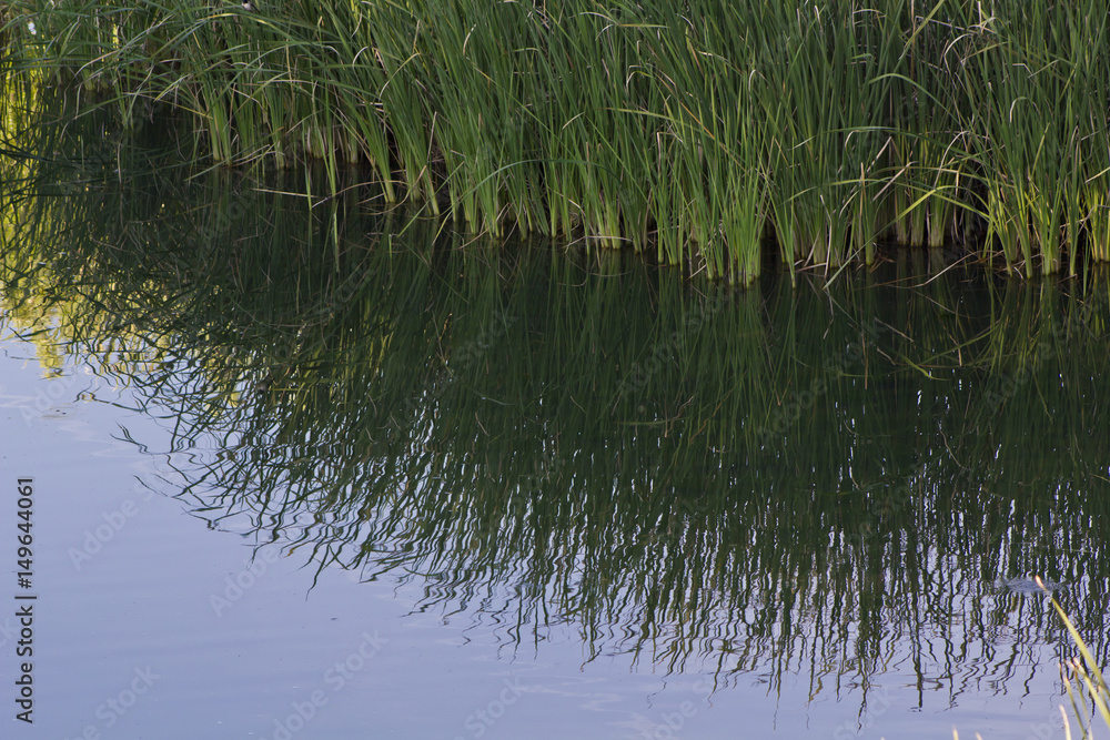Grass reflected on Water Grass reflected on Water