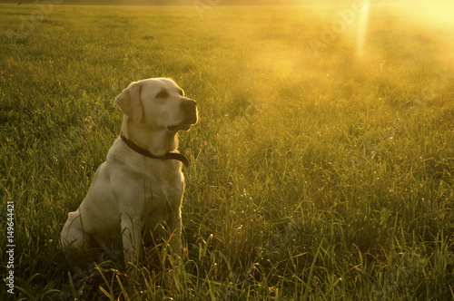 Heller Labrador im Feld bei Sonneuntergang