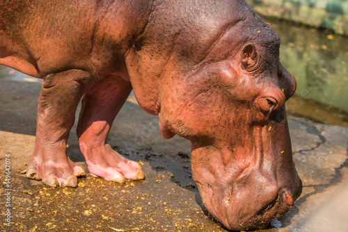 Hippopotamus bend himself looking for something