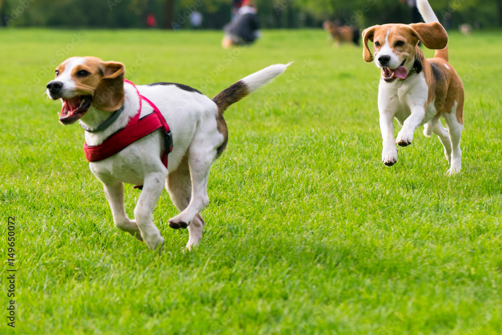 Group of beautiful funny beagle dogs playing outdoors at spring or summer park.