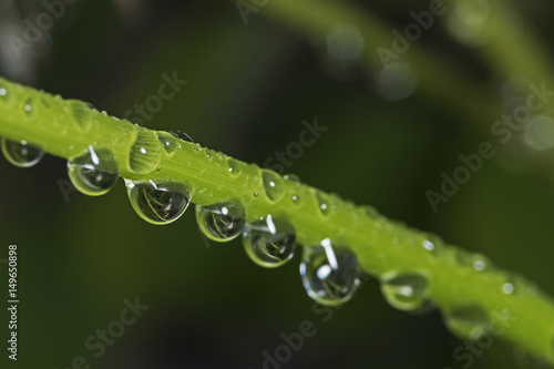 Rain soaked plant stem, regennasser Blumenstiel