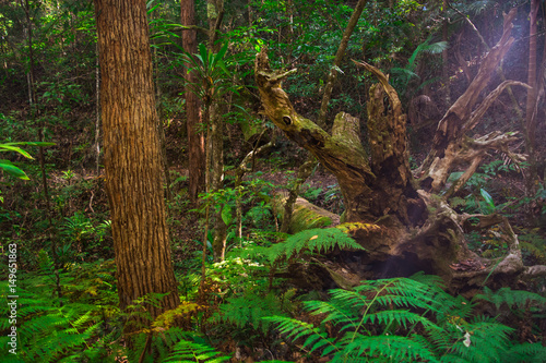 Boombana Rainforest Mt Nebo Brisbane Queensland Australia