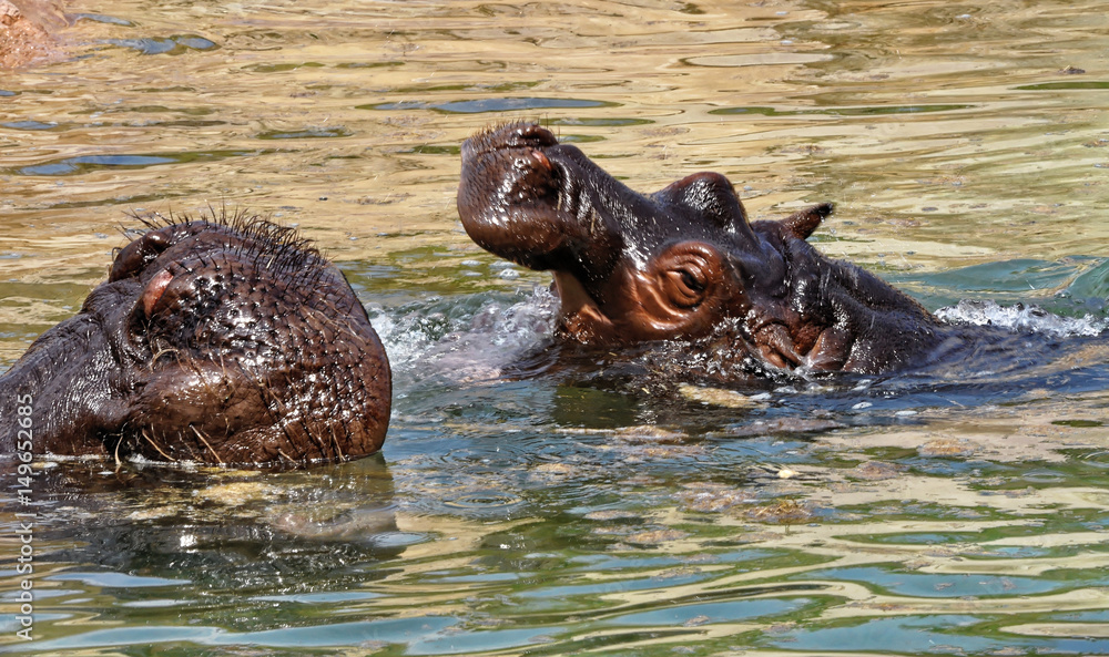 Fototapeta premium Another shot of hippopotamus having bath in the pond