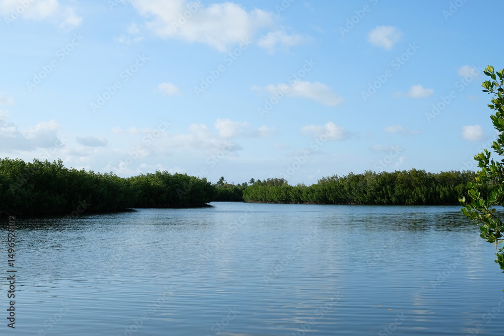 Mangroves of Florida