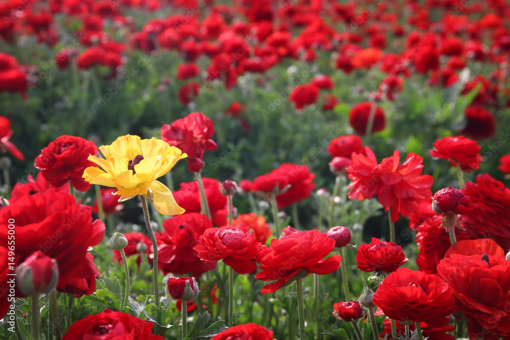 Image of beautiful red spring flowers. Image of beautiful red spring flowers.