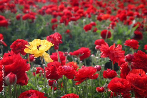 Image of beautiful red spring flowers.