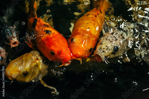 Fancy Carp or Koi Fish are red,orange, white, black. View of carp - Bekko. Decorative bright fish floats in a pond. Close-up.